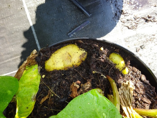 DSC00647 Solanum tuberosum